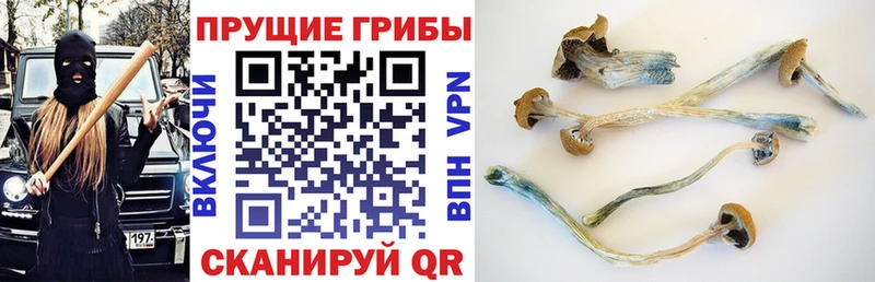 Купить  Игарка  Псилоцибиновые грибы MAGIC MUSHROOMS 